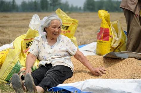 农村留守老人辛苦一年收获的小麦
