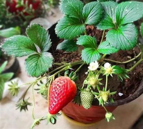 冬天家庭种植草莓怎样防寒