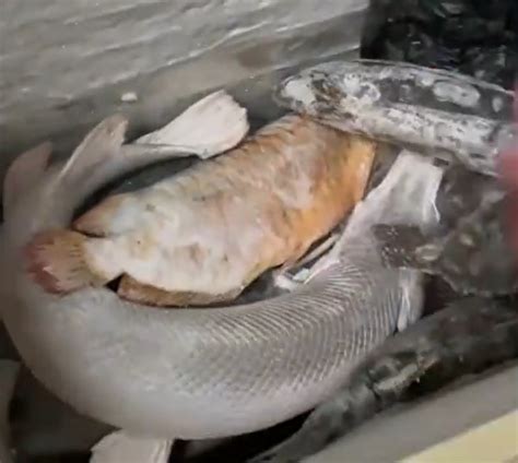 冰柜养死名贵鱼原视频