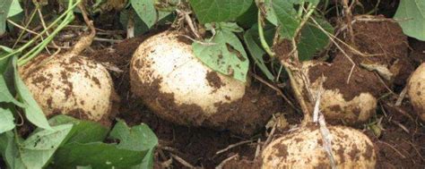 凉薯的种植和管理方法