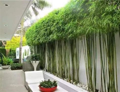 别墅屋前庭院适合种竹子吗