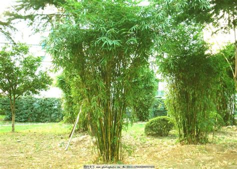 别墅适合种哪些竹子
