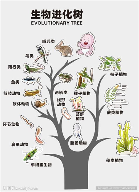 制作生物进化树模型