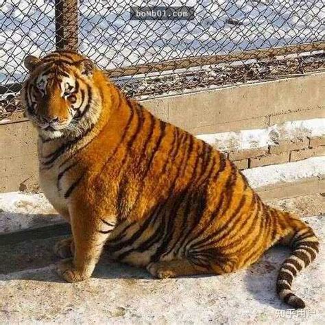 动物园老虎为什么那么瘦