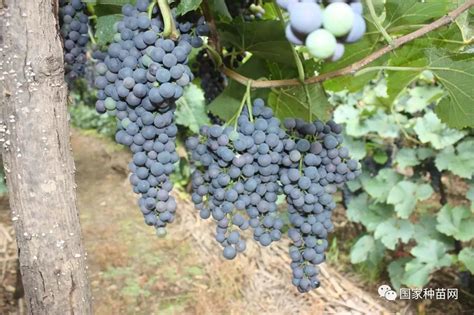 北方冬季不用下架的葡萄品种