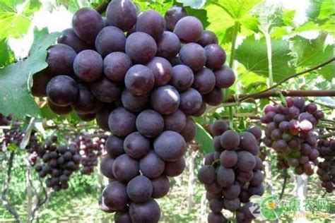 北方庭院种葡萄适合哪个品种