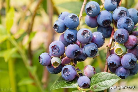 北方种什么蓝莓品种好