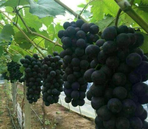 北方种植什么品种的葡萄