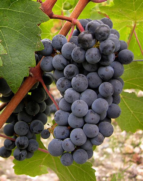 北方葡萄品种有哪些