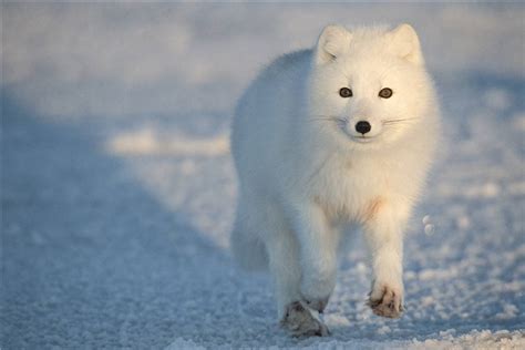 北极小狐照片