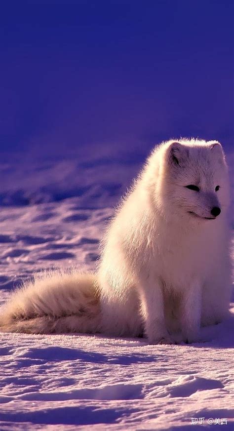 北极狐夏天的样子
