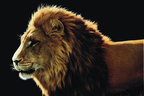十大传奇狮王