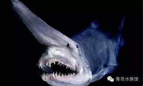 十大怪异鲨鱼