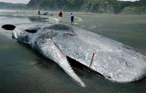 十大恐怖鲸鱼