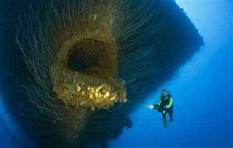 十大深海神秘巨型生物