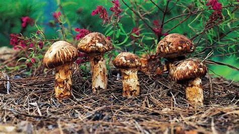 十大菌菇排名