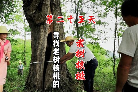 十年核桃树剪枝视频