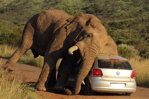 南非大象突然冲向卡车