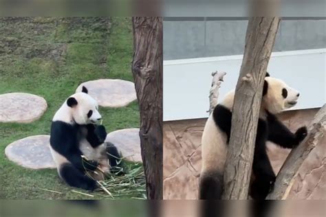 卡塔尔大熊猫听四川话原视频
