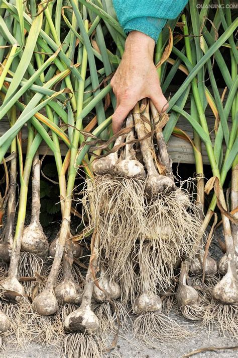 印尼能种植大蒜吗