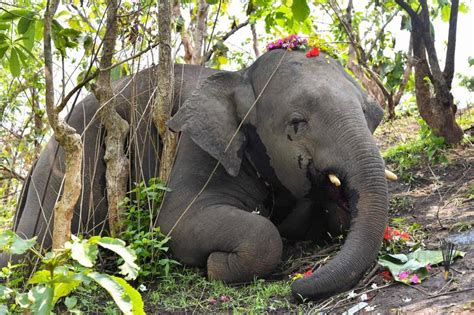 印度大象突然身亡养殖员痛苦
