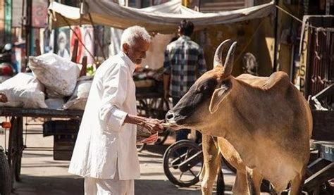 印度每年出口多少牛肉