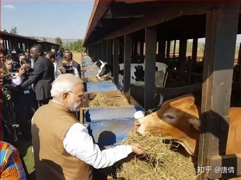 印度牛肉出口到哪些国家