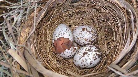 卵蛋产在邻鸟窝的是什么动物
