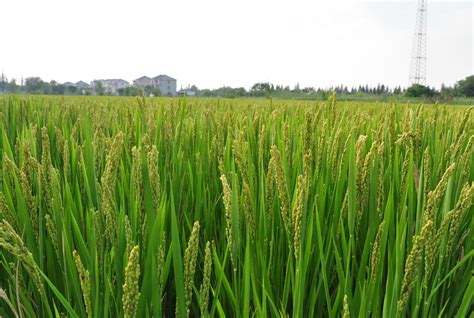 原阳水稻种植基地