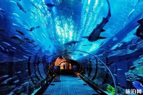 厦门海底世界和海洋馆哪个好玩