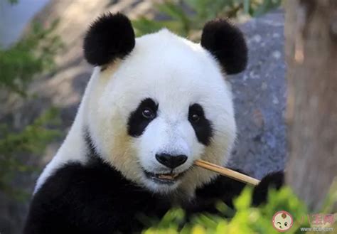 去卡塔尔的大熊猫只听得懂四川话