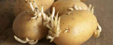 发芽的土豆怎么养