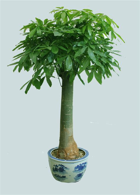 发财树最简单种植方法