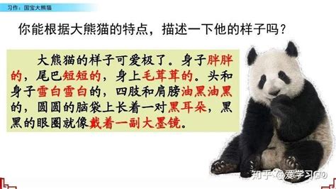 可爱的国宝大熊猫作文三年级