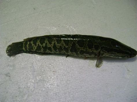 台湾乌鱼图片