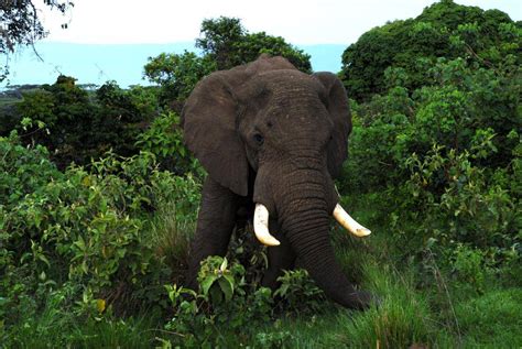司机当场吓死了丛林里的大象
