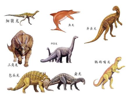 各种恐龙图片及名称识别