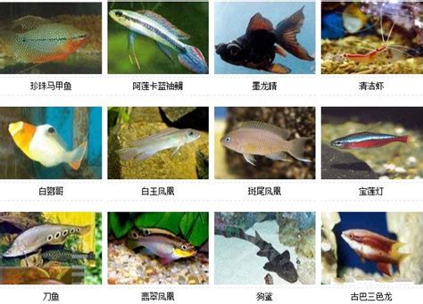 各种热带鱼品种介绍