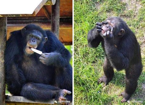 合肥野生动物园黑猩猩出逃