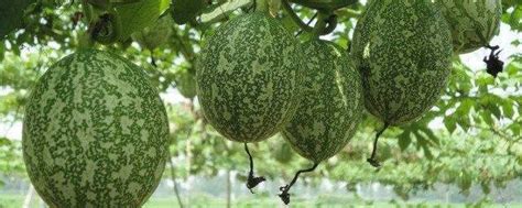 吊瓜子种植栽培方法图片