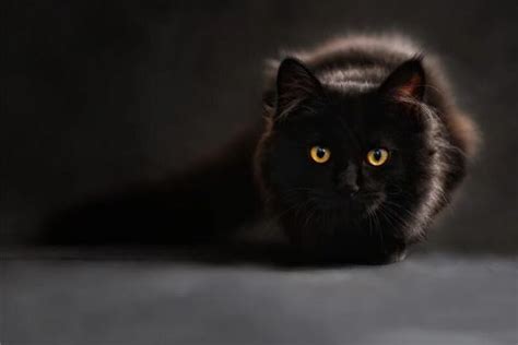 周公解梦之梦见可怕的黑猫