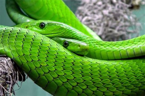 周公解梦梦见一条绿色的蛇