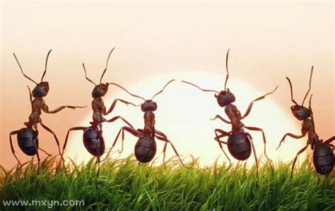 周公解梦梦见好多蚂蚁在自己身上