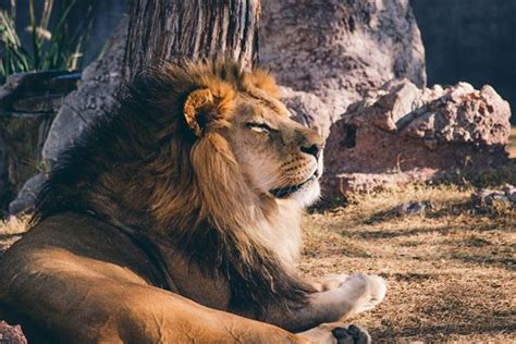周公解梦梦见狮子受伤