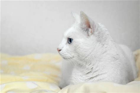 周公解梦梦见看见白猫
