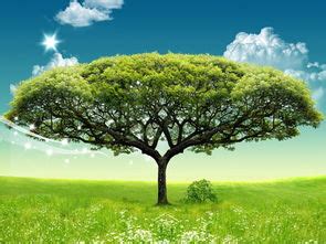 周公解梦梦见种了一棵绿树