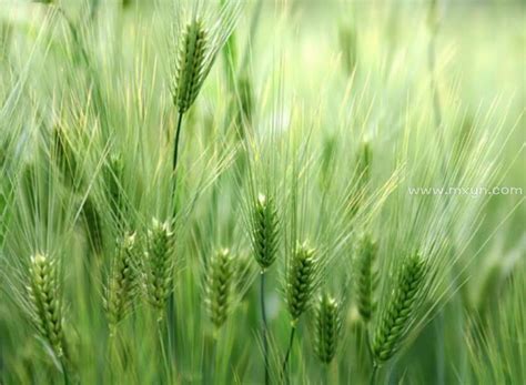 周公解梦梦见种的小麦