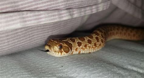 周公解梦梦见自己睡觉床上有蛇