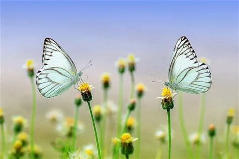 周公解梦梦见蝴蝶代表什么