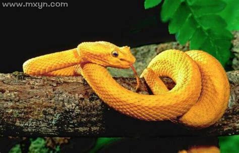 周公解梦梦见黄色的大长蛇